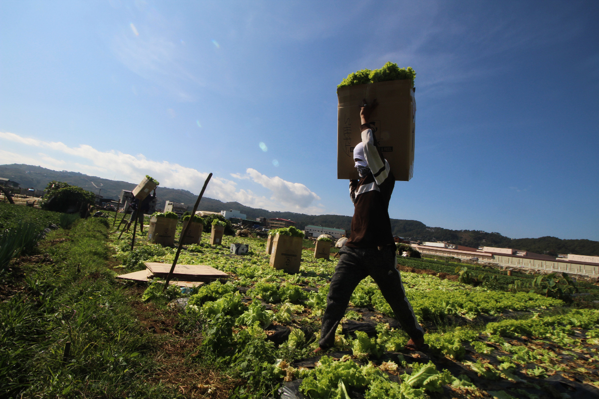 A man carries a box of lettuce as harvest