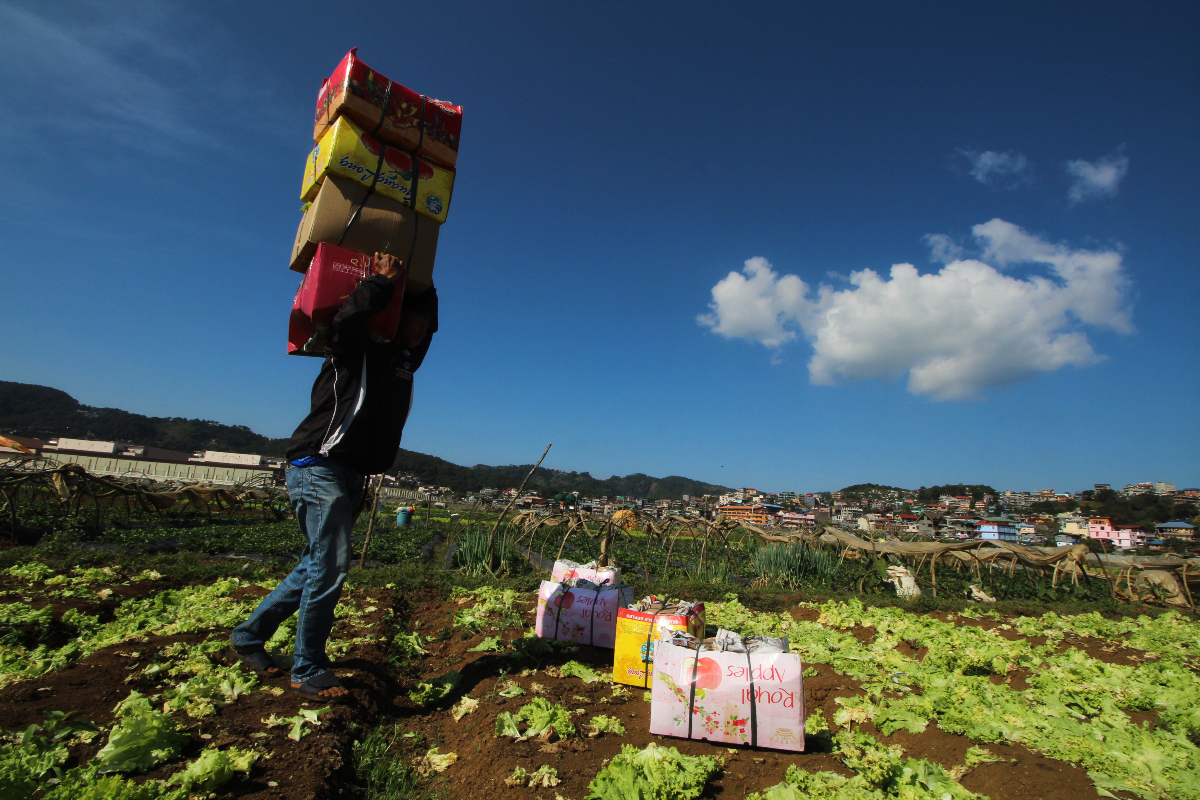 A man carries boxes of lettuce as harvest